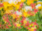 Oregon-Salem-Columbine in display garden Art Print